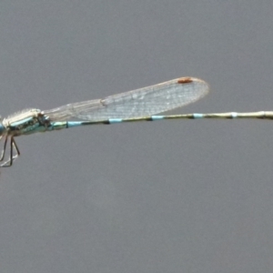 Austrolestes leda at Boro, NSW - 2 Sep 2021