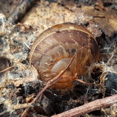 Cornu aspersum (Common Garden Snail) at The Pinnacle - 6 Sep 2021 by tpreston