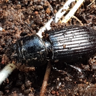 Aulacocyclus sp. (genus) (Passalid beetle) at Weetangera, ACT - 6 Sep 2021 by trevorpreston