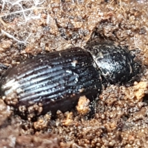 Aulacocyclus sp. (genus) at Weetangera, ACT - 6 Sep 2021 10:38 AM