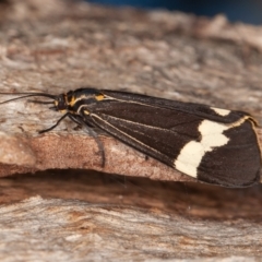 Nyctemera amicus at Symonston, ACT - 6 Sep 2021 08:57 AM