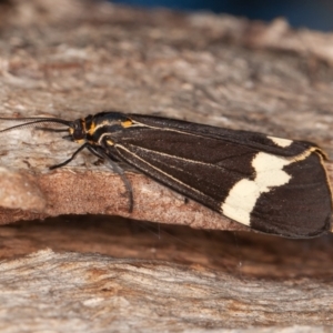 Nyctemera amicus at Symonston, ACT - 6 Sep 2021 08:57 AM