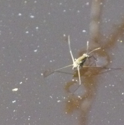 Aquarius antigone (Water strider, pond skater) at Boro, NSW - 2 Sep 2021 by Paul4K
