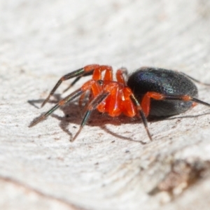 Nicodamidae (family) at Symonston, ACT - 6 Sep 2021