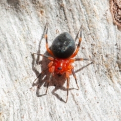 Nicodamidae (family) at Symonston, ACT - 6 Sep 2021