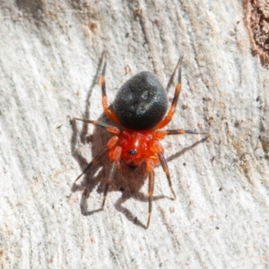 Nicodamidae (family) at Symonston, ACT - 6 Sep 2021