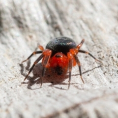 Nicodamidae (family) at Symonston, ACT - 6 Sep 2021