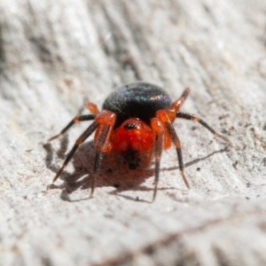 Nicodamidae (family) at Symonston, ACT - 6 Sep 2021