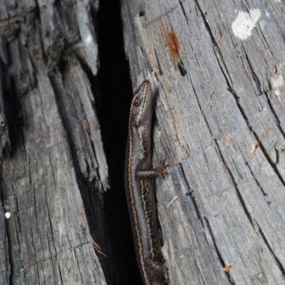 Pseudemoia spenceri (Spencer's Skink) at Lords Hill, NSW - 19 Feb 2021 by Anguscincus