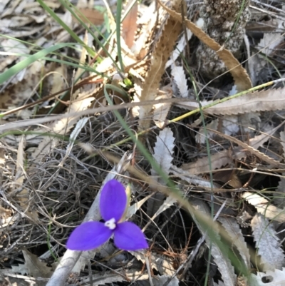 Patersonia sp. at Evans Head, NSW - 6 Sep 2021 by AliClaw