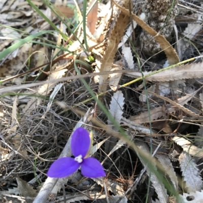 Patersonia (genus) at Evans Head, NSW - 6 Sep 2021 by AliClaw