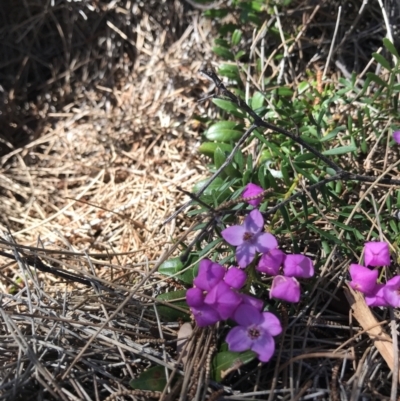 Boronia (genus) (A Boronia) at Evans Head, NSW - 6 Sep 2021 by AliClaw