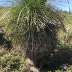 Xanthorrhoea (genus) (Grass Tree) at Evans Head, NSW - 6 Sep 2021 by AliClaw
