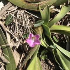 Polymeria calycina (Slender Bindweed) at Evans Head, NSW - 6 Sep 2021 by AliClaw