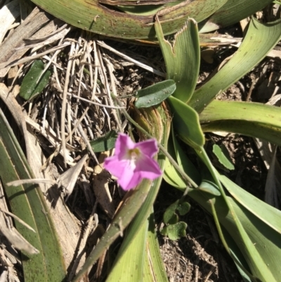 Polymeria calycina (Slender Bindweed) at Evans Head, NSW - 6 Sep 2021 by AliClaw