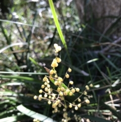 Lomandra sp. (A Matrush) at Evans Head, NSW - 6 Sep 2021 by AliClaw