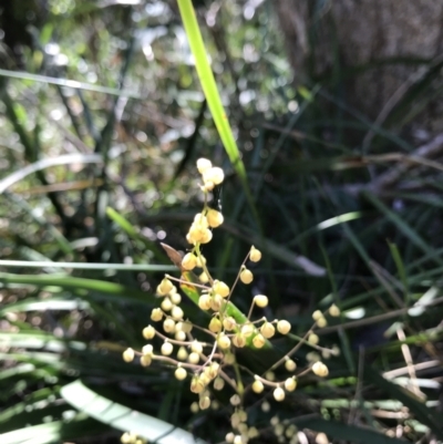 Lomandra (genus) (A Matrush) at Evans Head, NSW - 6 Sep 2021 by AliClaw