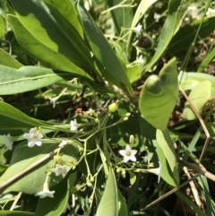 Myoporum boninense subsp. australe (Boobialla) at Evans Head, NSW - 6 Sep 2021 by AliClaw