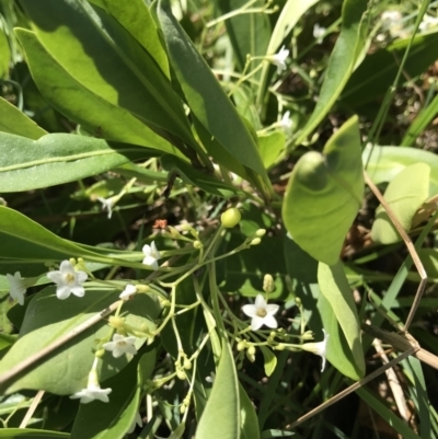 Myoporum boninense subsp. australe (Boobialla) at Evans Head, NSW - 6 Sep 2021 by AliClaw