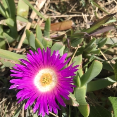 Carpobrotus glaucescens (Pigface) at Evans Head, NSW - 6 Sep 2021 by AliClaw