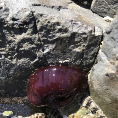 Actinia tenebrosa at Evans Head, NSW - 6 Sep 2021 by AliClaw