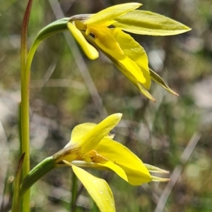 Diuris chryseopsis at Denman Prospect, ACT - suppressed