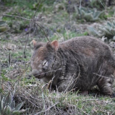 Vombatus ursinus (Common wombat, Bare-nosed Wombat) at Urambi Hills - 31 Aug 2021 by DrDJDavidJ