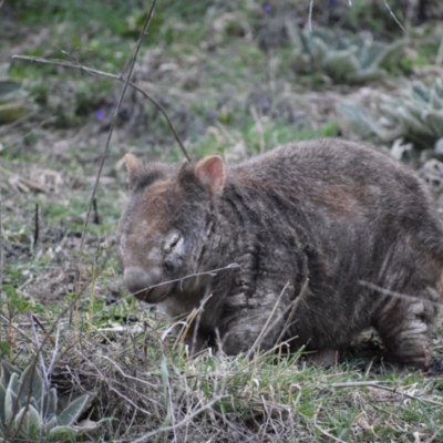 Vombatus ursinus (Bare-nosed Wombat) at Kambah, ACT - 31 Aug 2021 by DrDJDavidJ