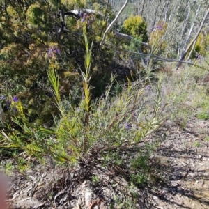 Stypandra glauca at Tuggeranong DC, ACT - 6 Sep 2021