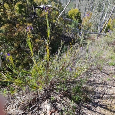 Stypandra glauca (Nodding Blue Lily) at Wanniassa Hill - 6 Sep 2021 by Mike