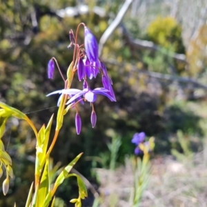 Stypandra glauca at Tuggeranong DC, ACT - 6 Sep 2021