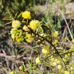 Acacia ulicifolia (Prickly Moses) at Wanniassa Hill - 6 Sep 2021 by Mike