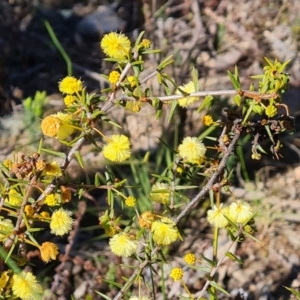 Acacia ulicifolia at Jerrabomberra, ACT - 6 Sep 2021