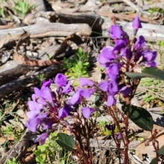 Hardenbergia violacea (False Sarsaparilla) at Wanniassa Hill - 6 Sep 2021 by Mike