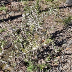 Leucopogon fletcheri subsp. brevisepalus (Twin Flower Beard-Heath) at Wanniassa Hill - 6 Sep 2021 by Mike