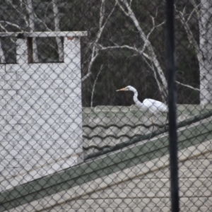 Ardea alba at Kambah, ACT - 20 Aug 2021