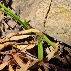 Dianella longifolia at Jerrabomberra, ACT - 6 Sep 2021 by Mike