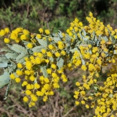 Acacia baileyana (Cootamundra Wattle, Golden Mimosa) at Wanniassa Hill - 6 Sep 2021 by Mike