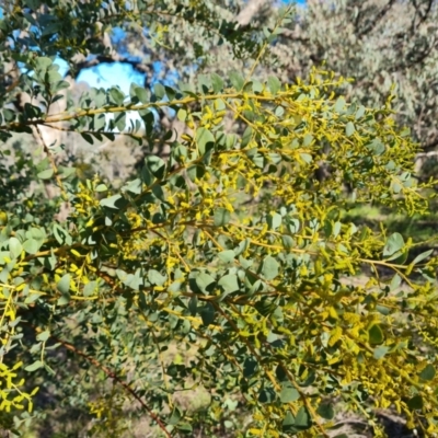 Acacia cultriformis (Knife Leaf Wattle) at Tuggeranong DC, ACT - 6 Sep 2021 by Mike