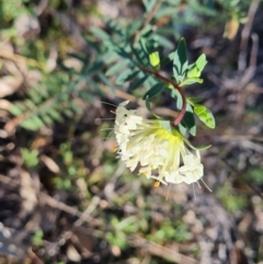 Pimelea linifolia (Slender Rice Flower) at Tuggeranong DC, ACT - 6 Sep 2021 by Mike