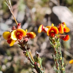 Dillwynia sericea at Jerrabomberra, ACT - 6 Sep 2021 02:37 PM