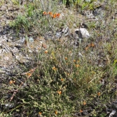 Dillwynia sericea at Jerrabomberra, ACT - 6 Sep 2021 02:37 PM