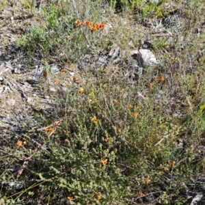 Dillwynia sericea at Jerrabomberra, ACT - 6 Sep 2021