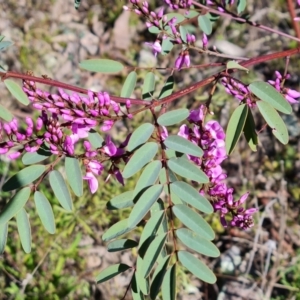 Indigofera australis subsp. australis at Jerrabomberra, ACT - 6 Sep 2021 02:36 PM