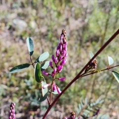 Indigofera australis subsp. australis at Jerrabomberra, ACT - 6 Sep 2021 02:36 PM