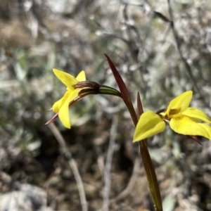 Diuris chryseopsis at Tuggeranong DC, ACT - suppressed