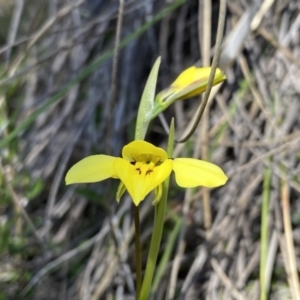 Diuris chryseopsis at Tuggeranong DC, ACT - suppressed