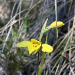 Diuris chryseopsis at Tuggeranong DC, ACT - 2 Sep 2021