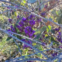 Hardenbergia violacea (False Sarsaparilla) at Tuggeranong DC, ACT - 6 Sep 2021 by Mike