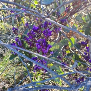 Hardenbergia violacea at Tuggeranong DC, ACT - 6 Sep 2021